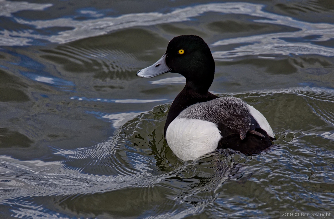 Greater Scaup by Ben Skaught