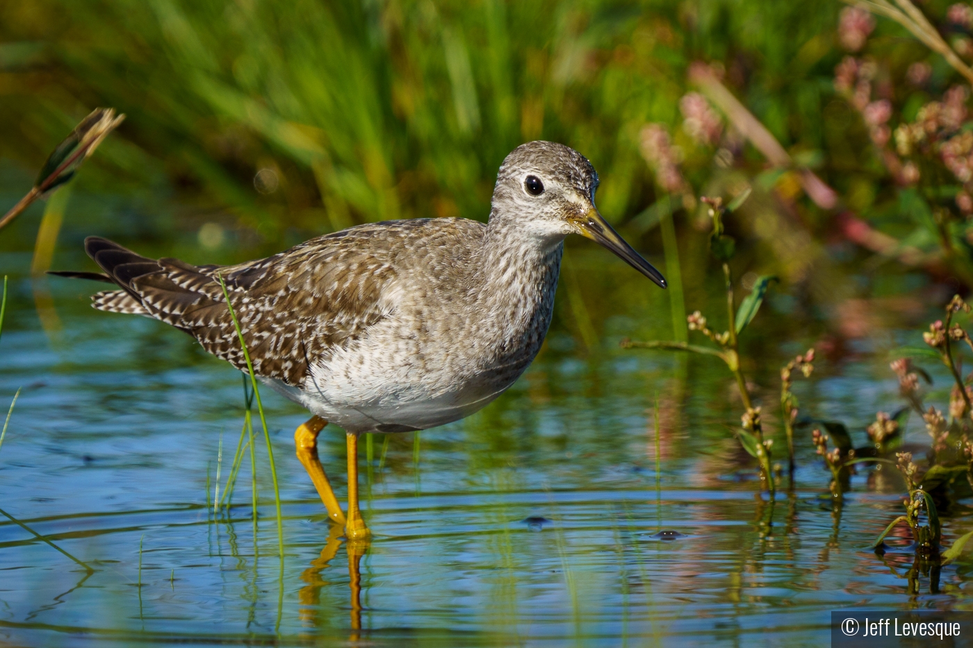 Greater Yellowlegs by Jeff Levesque