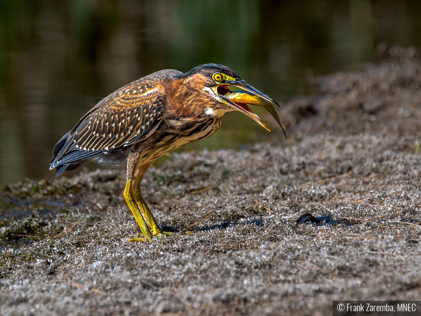 Green Heron Down The Hatch by Frank Zaremba, MNEC