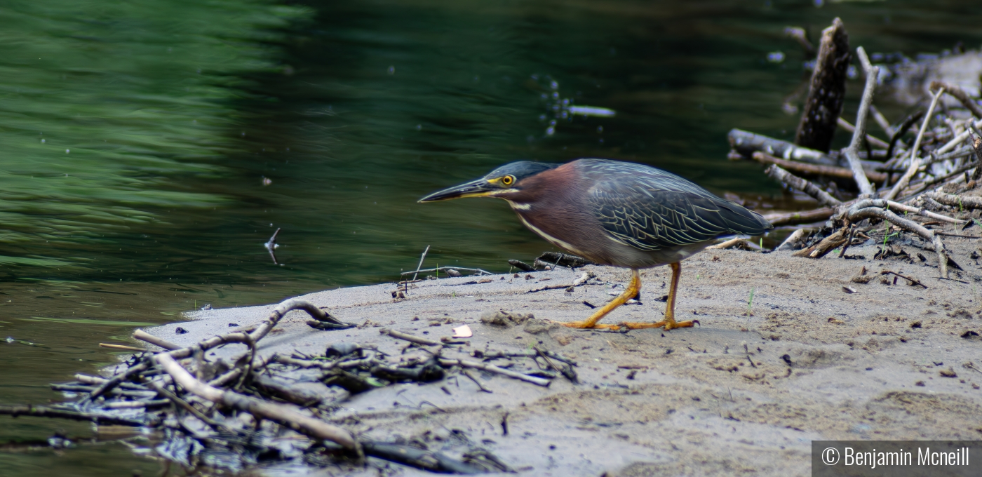 Green Heron on the Hunt by Benjamin Mcneill