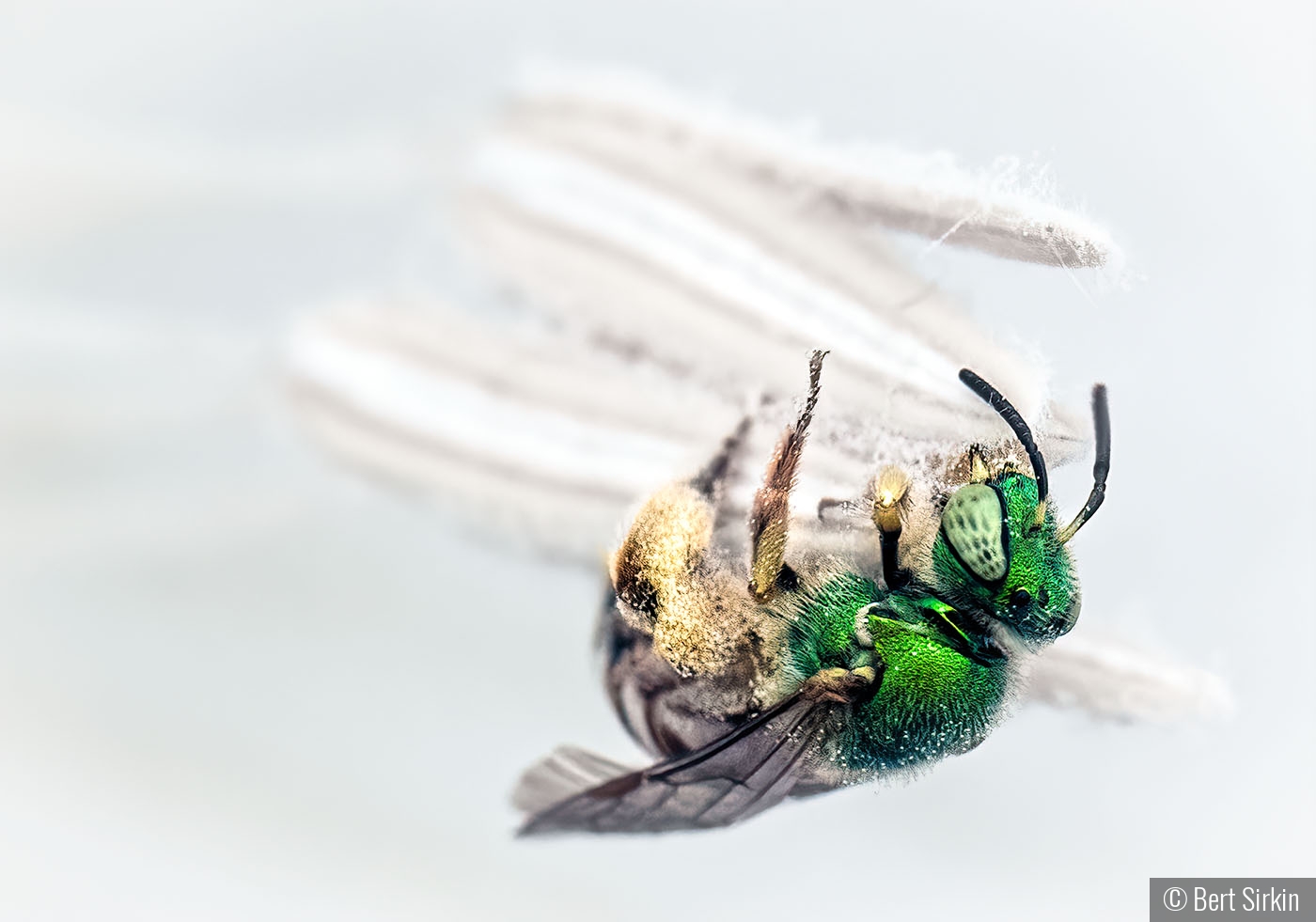 Green Metallic Sweat Bee in a Sacred Datura by Bert Sirkin