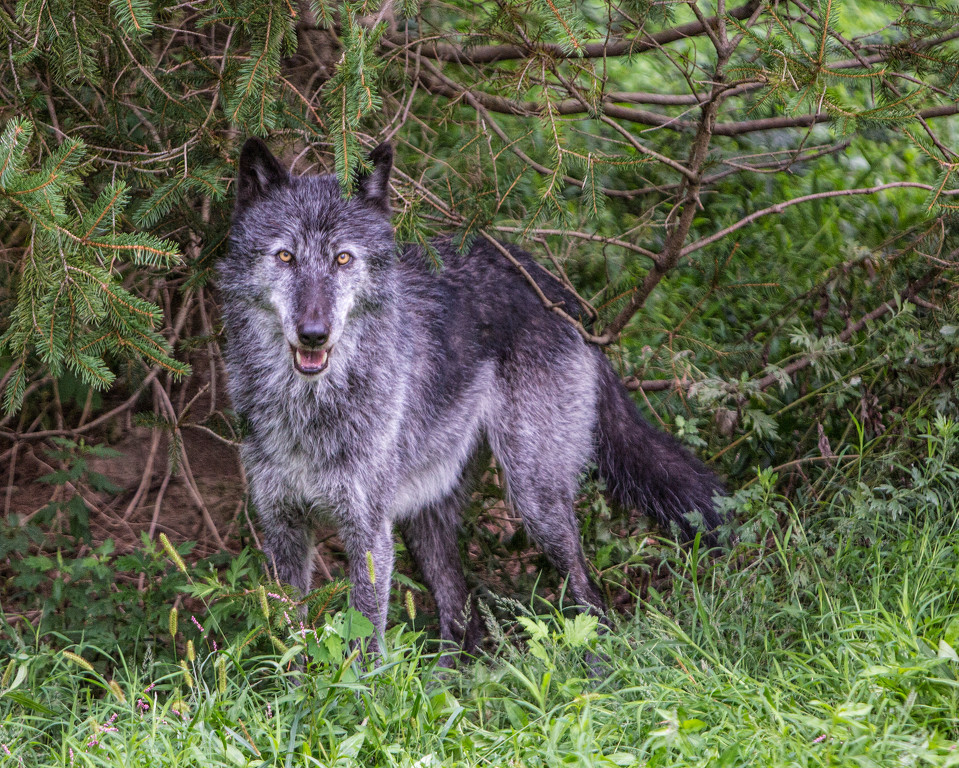 Grey Wolf by Susan Poirier