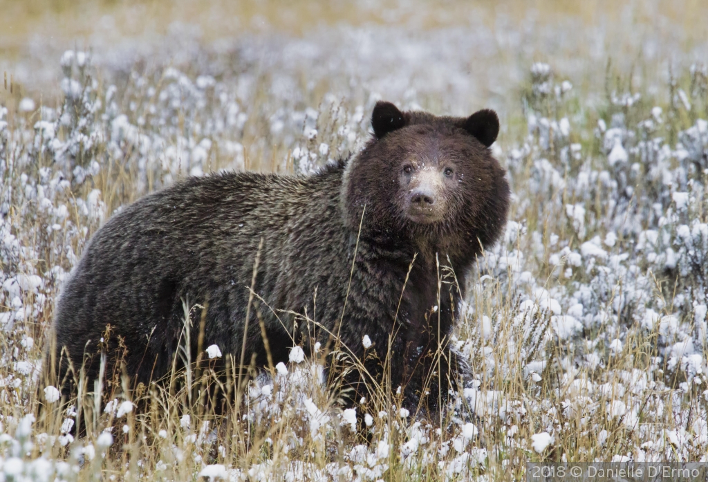 Grizzly bear in snow covered meadow by Danielle D'Ermo