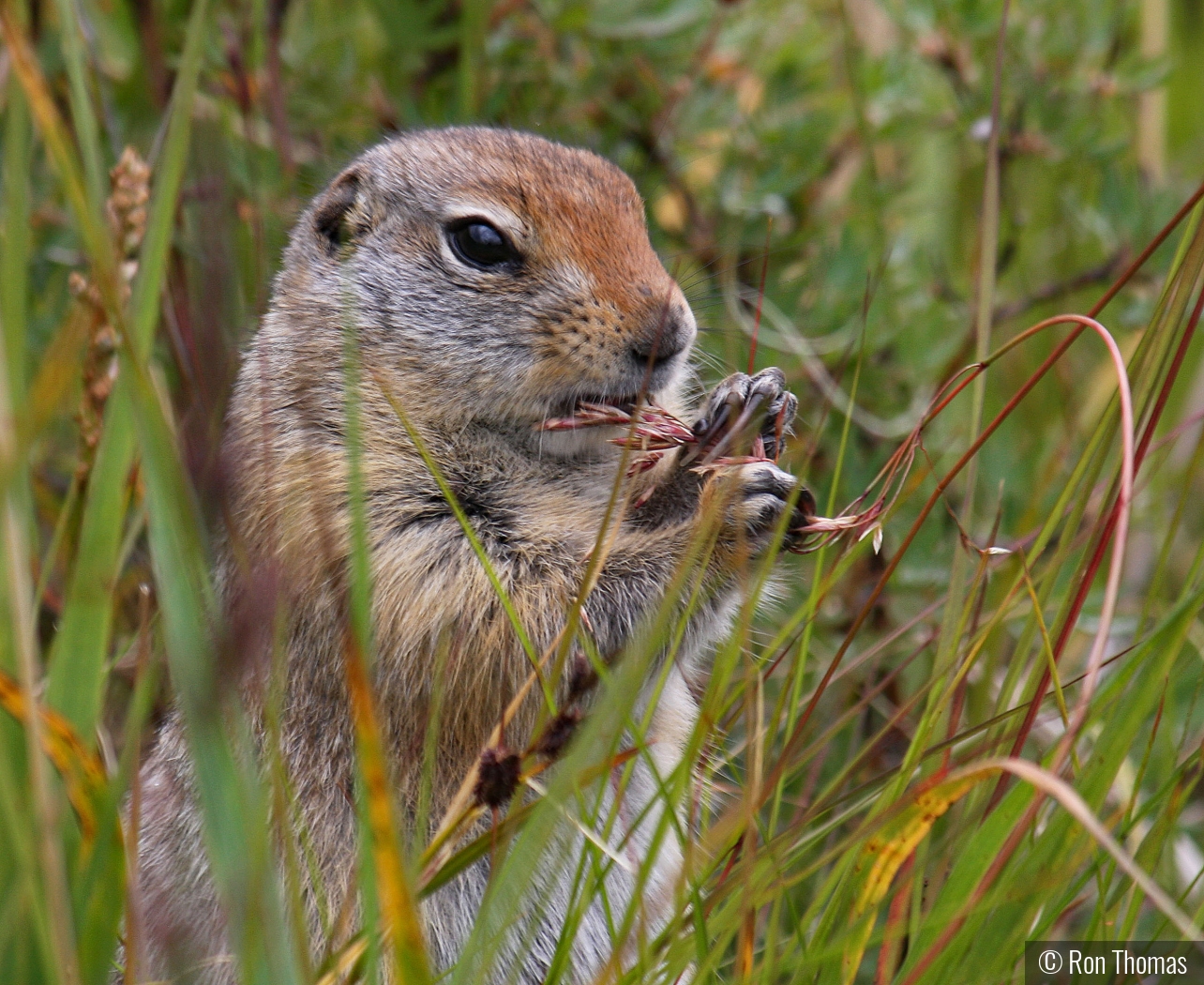 Ground squirrel by Ron Thomas