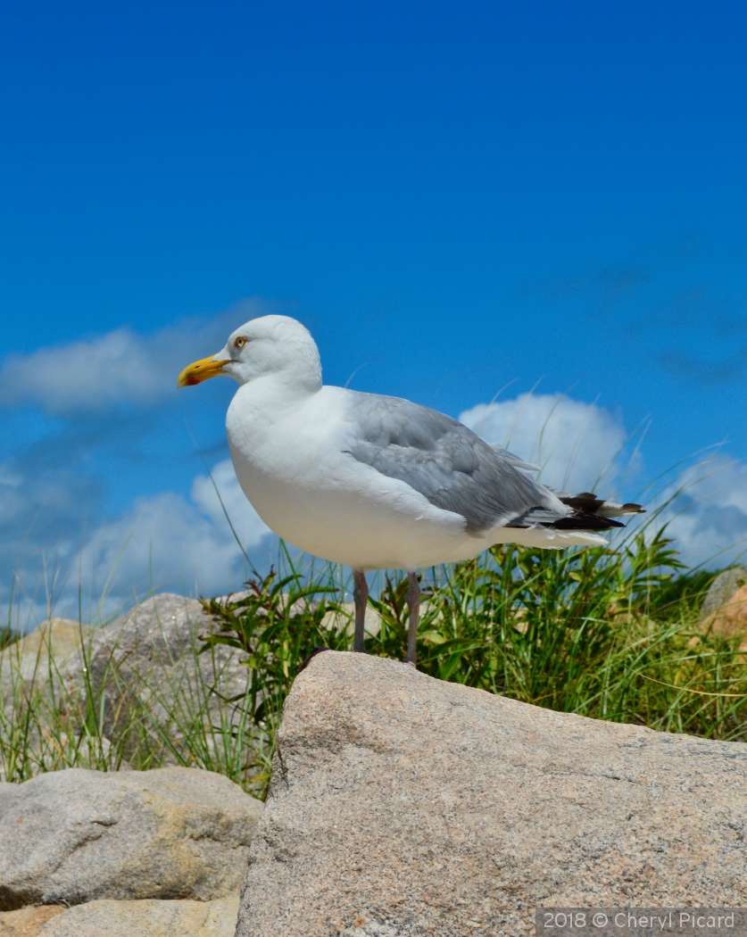 Gull and Stones by Cheryl Picard