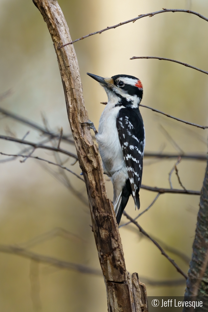 Hairy Woodpecker Portrait by Jeff Levesque