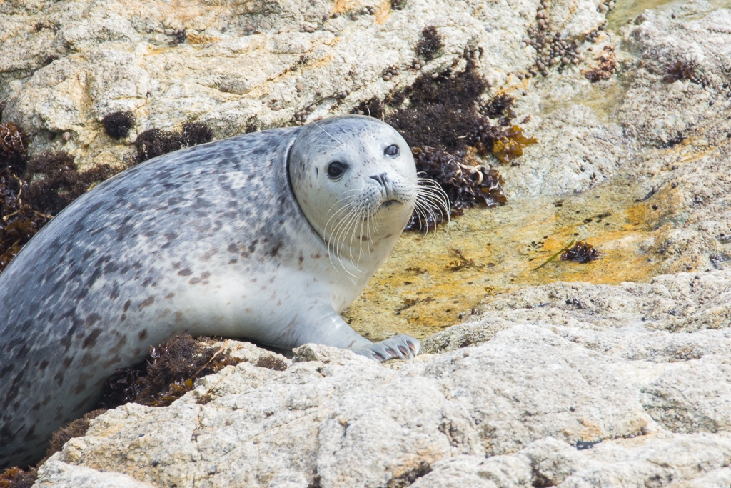 Harbor Seal pup- 17 mile drive, California by Aadarsh Gopalakrishna