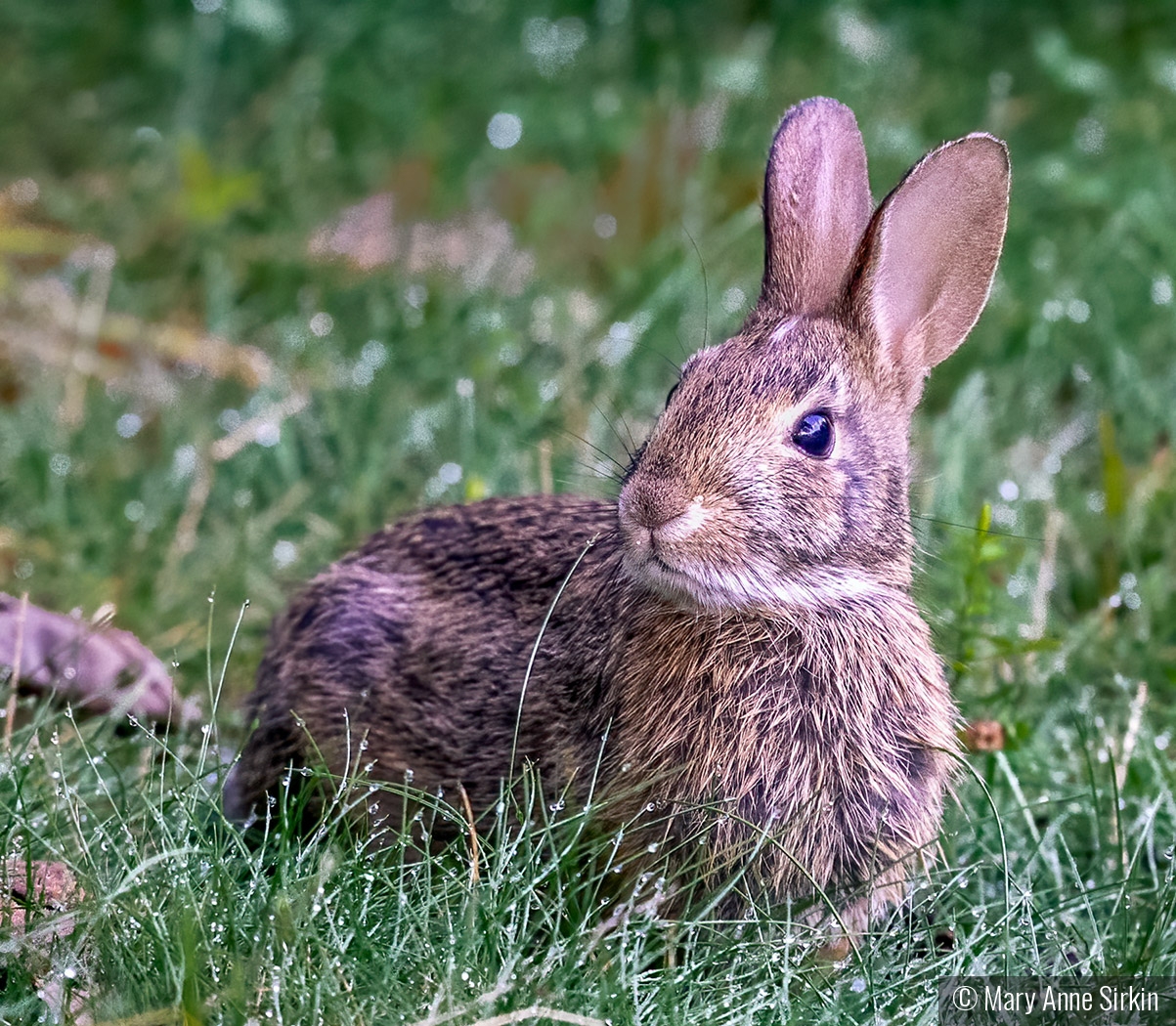 Hare Goes There by Mary Anne Sirkin