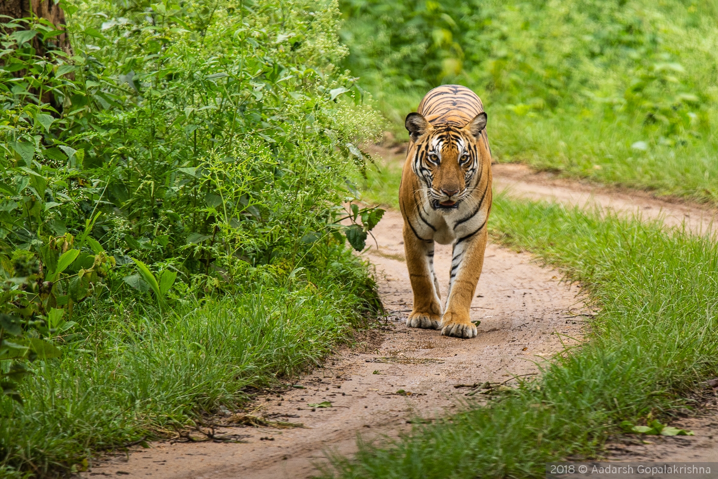 Head on with a Tiger , Kabini Forest, India by Aadarsh Gopalakrishna