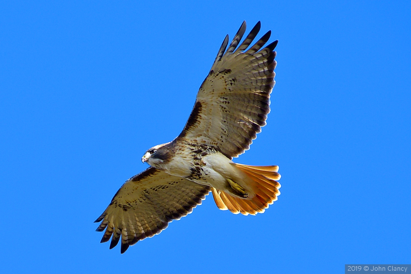Hello Mr . Red-tailed Hawk by John Clancy