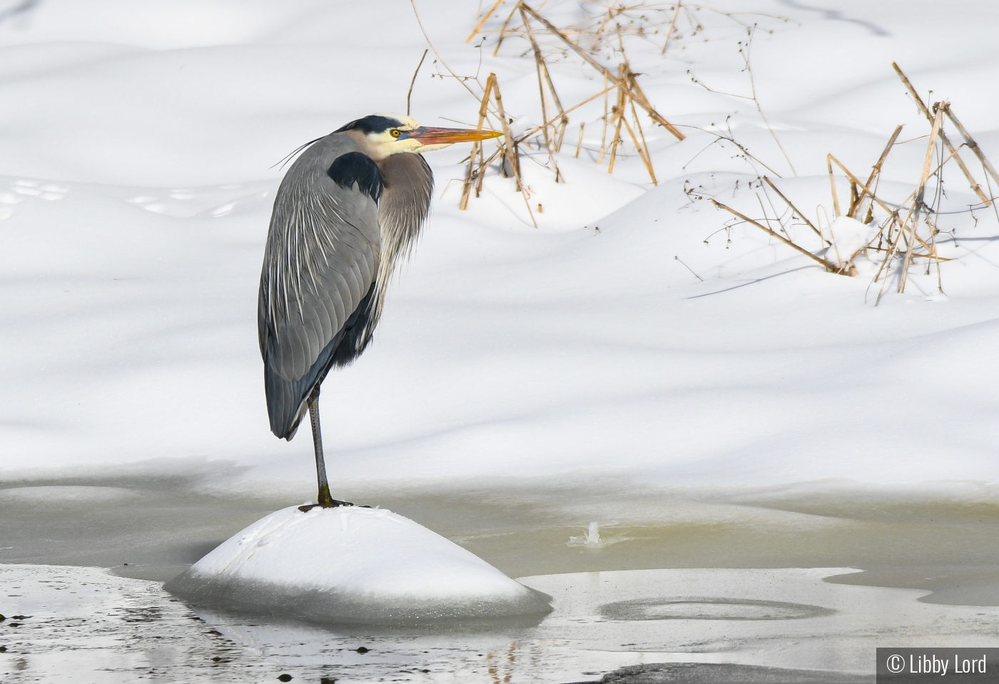 Heron in the Snow by Libby Lord