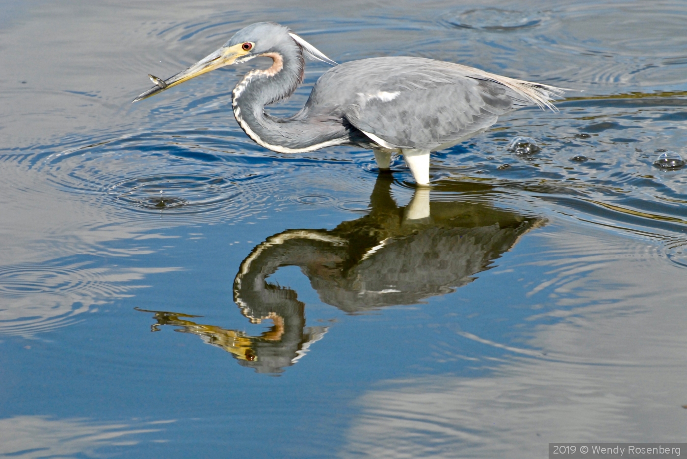 Heron snacking on a small fish by Wendy Rosenberg