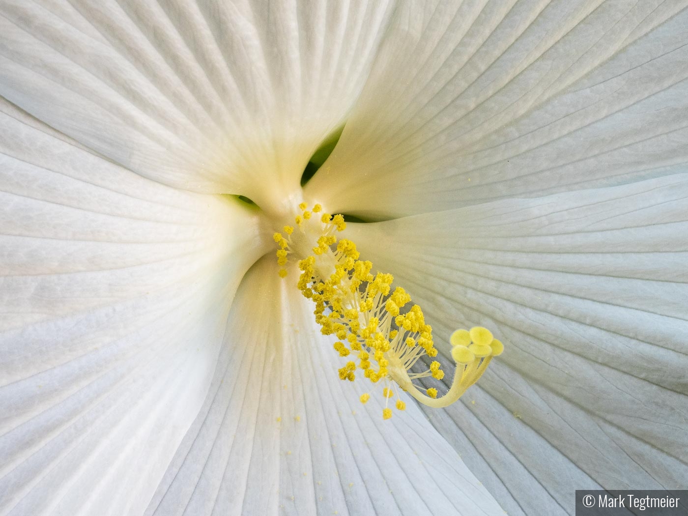 Hibiscus--Up Close and Personal by Mark Tegtmeier