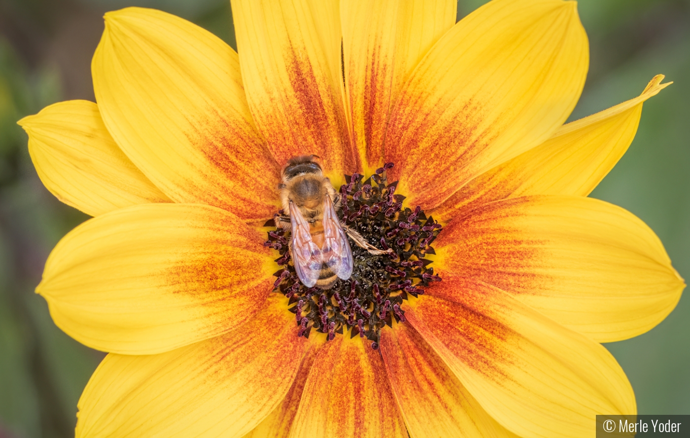 Honey bee heaven by Merle Yoder