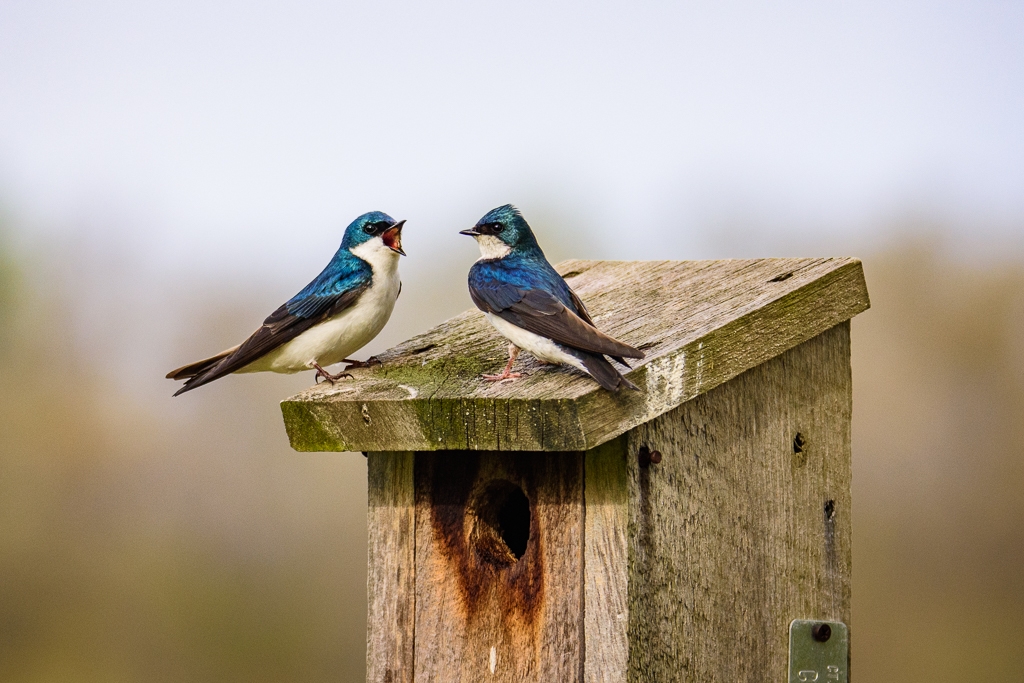 "Honey, I will listen to you from now" - Tree Swallows by Aadarsh Gopalakrishna