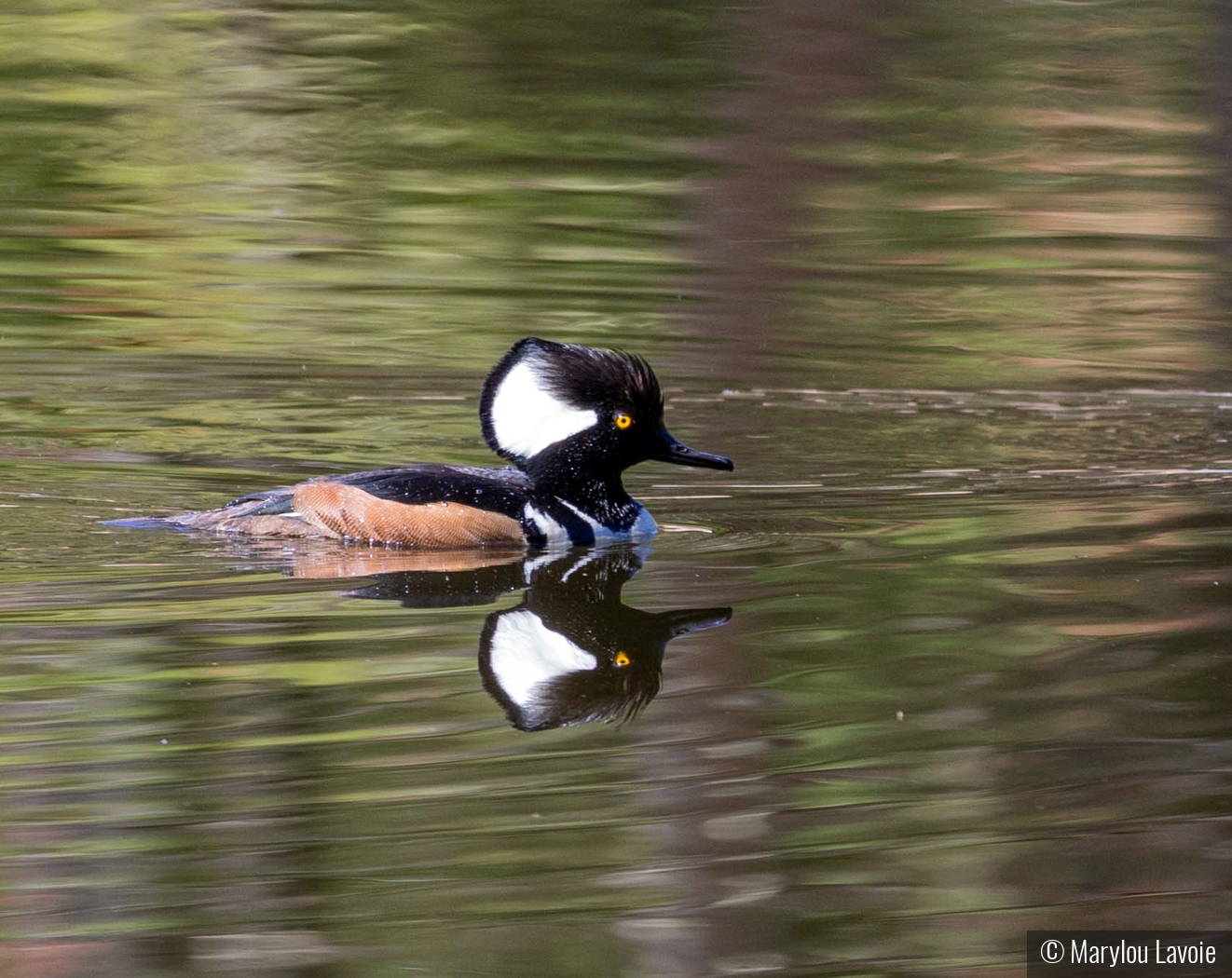 Hooded Merganser by Marylou Lavoie