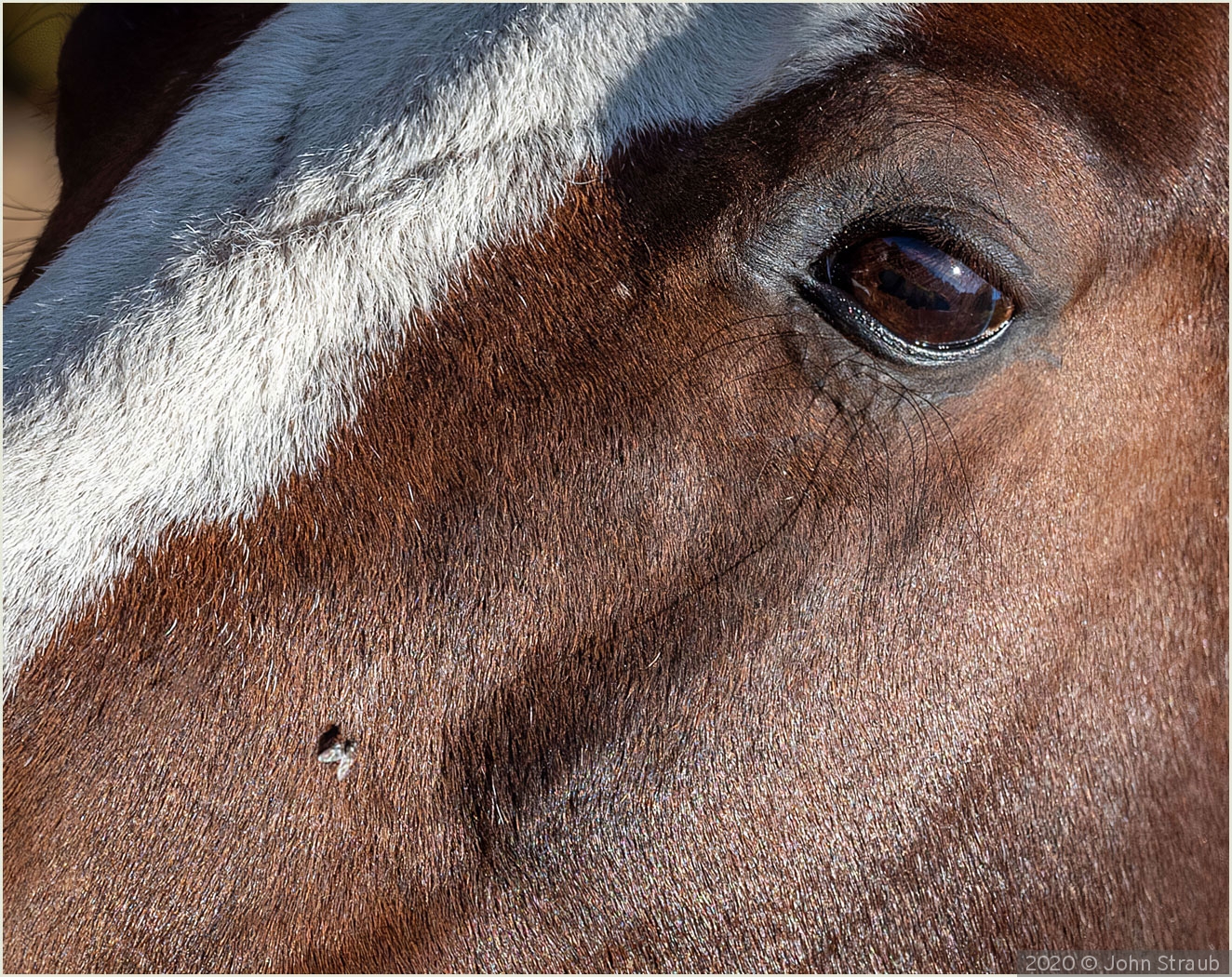 Horse Fly Stare Down by John Straub