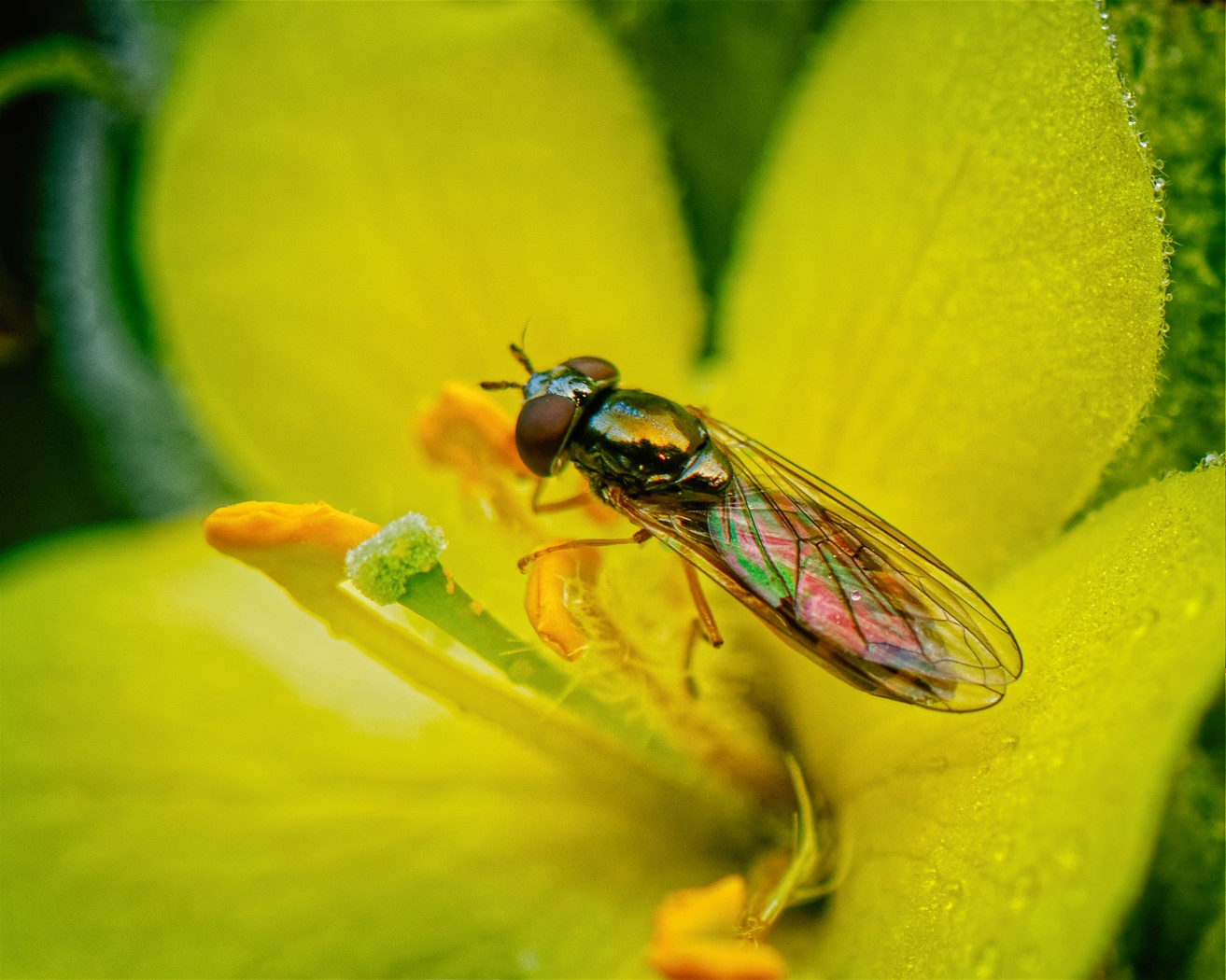 Hover Fly on Common Mullein by John McGarry