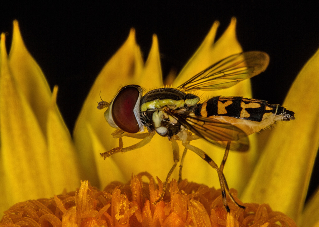 Hover Fly on Fire by Susan Porier