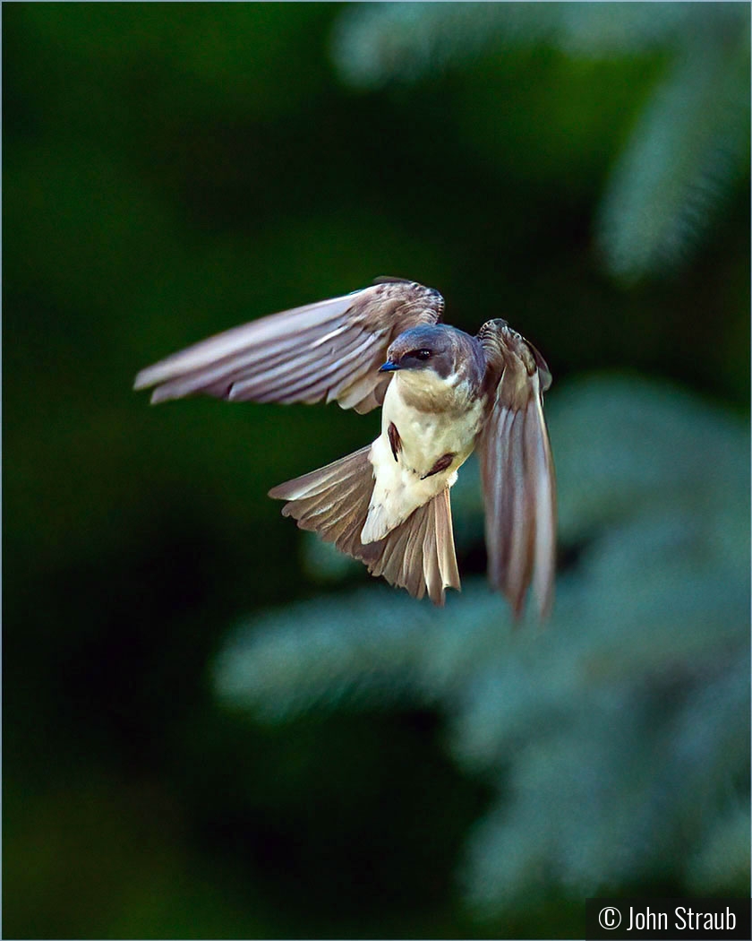 Hovering Tree Swallow by John Straub