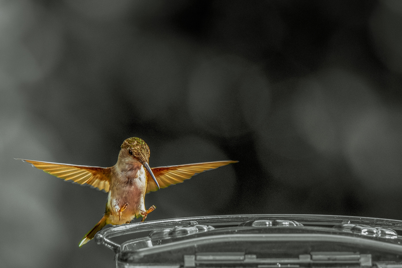 Hummingbird landing .... by Aadarsh Gopalakrishna