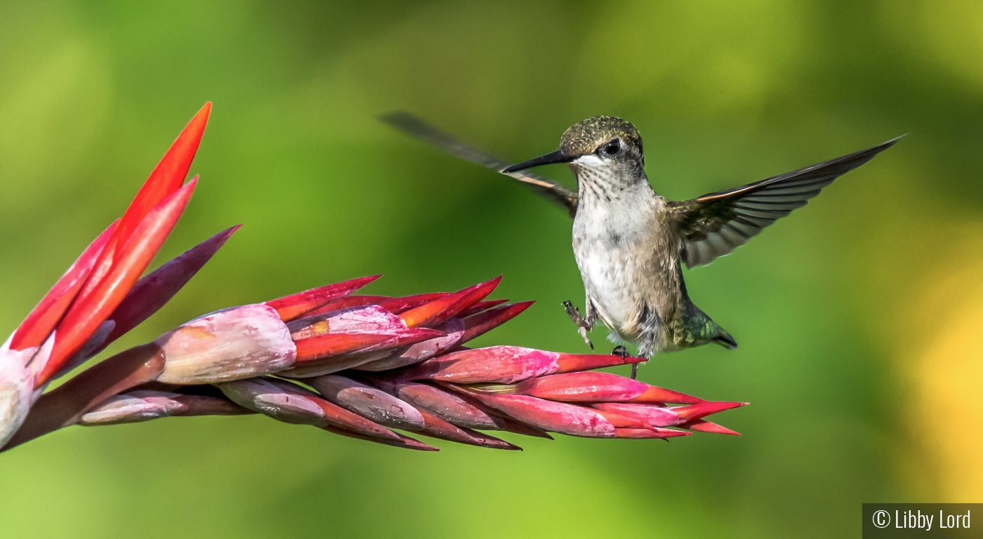 Hummingbird on a Canna Lily by Libby Lord