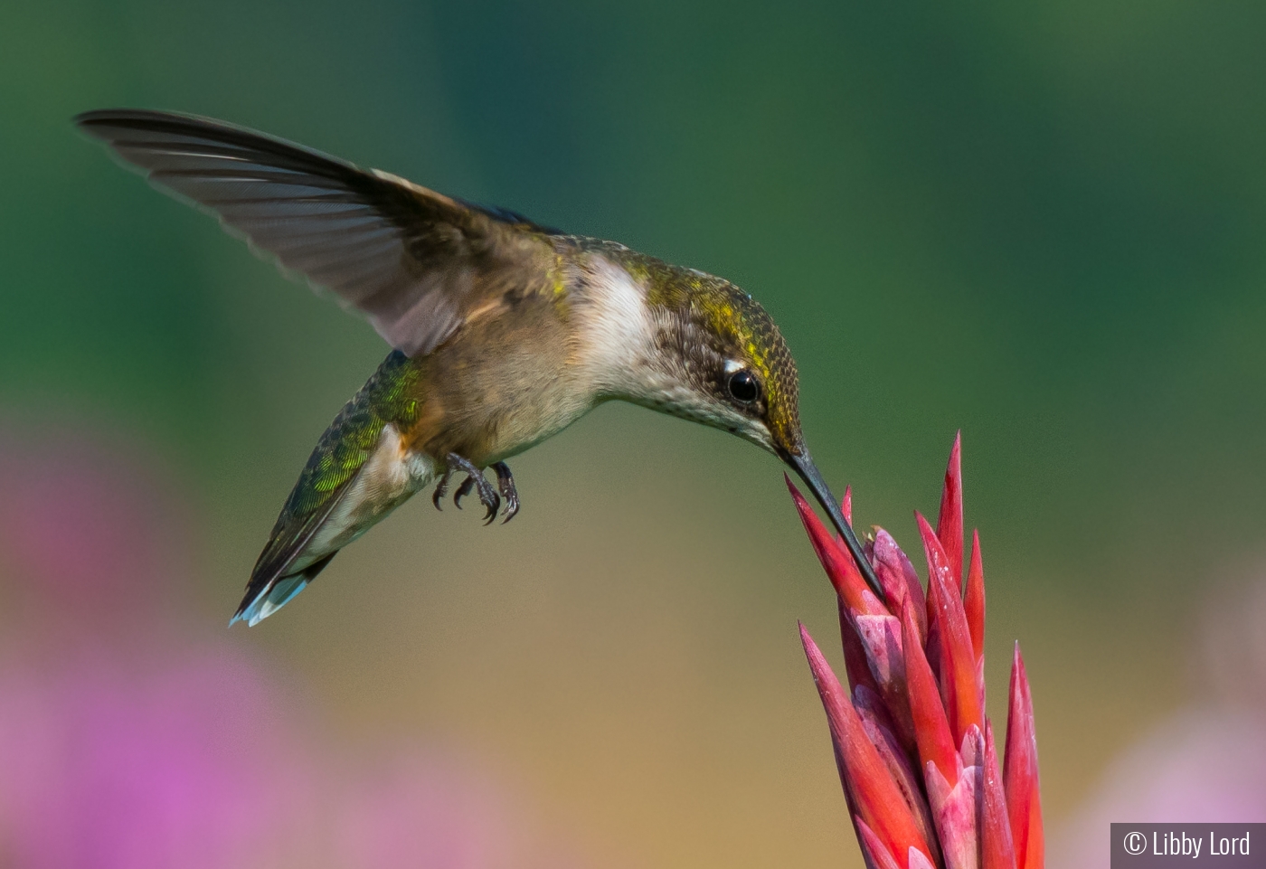 Hummingbird Sipping by Libby Lord