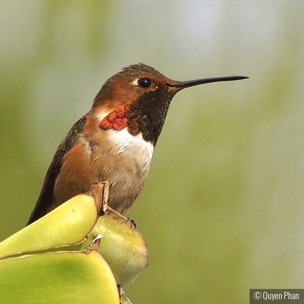 Hummingbird by Quyen Phan