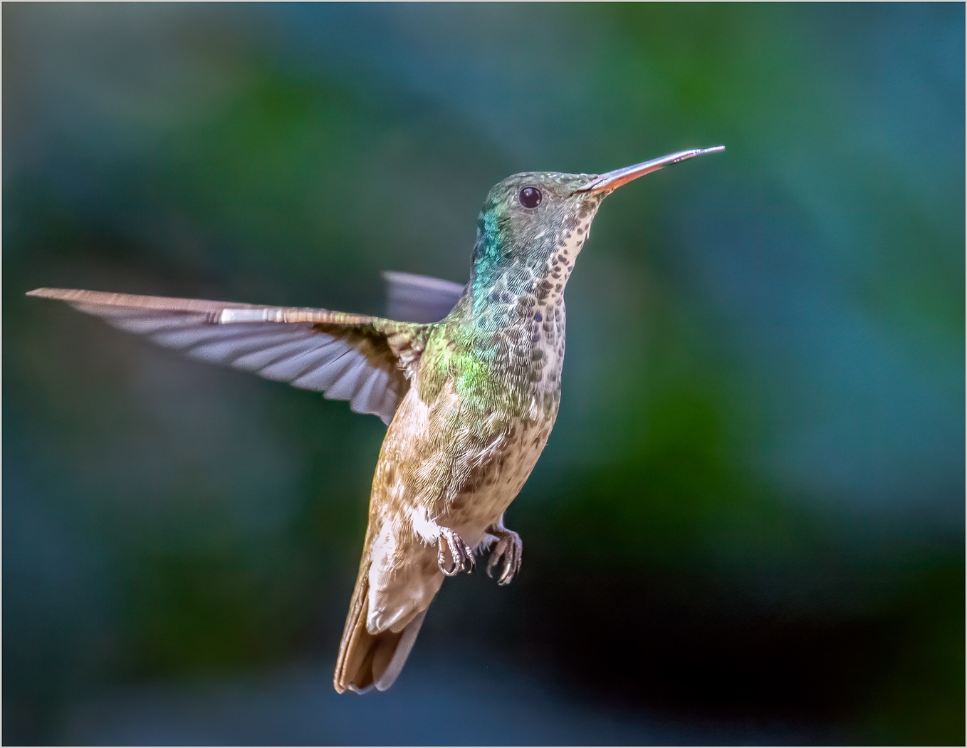 Hummingbird by Susan Case