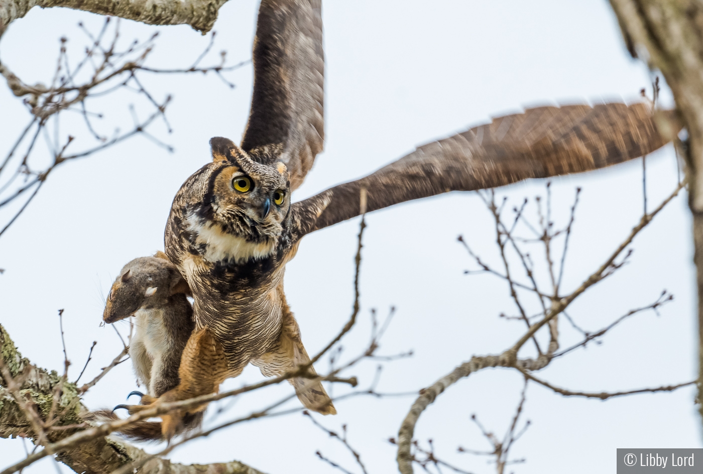 Hunter in motion. An owl & a squirrel. by Libby Lord