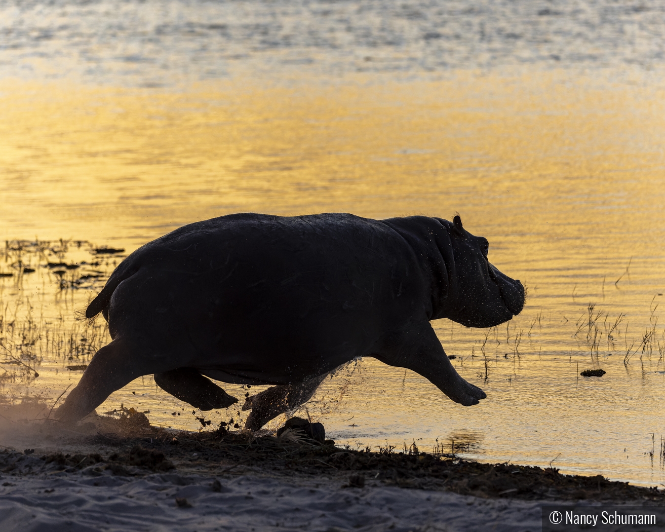 Hurried Hippo by Nancy Schumann