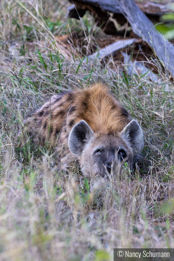 Hyena Waiting for Scraps by Nancy Schumann