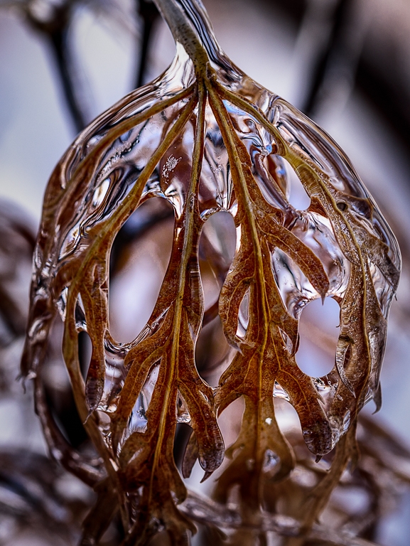 Ice ball from drooping leaves. by Richard Provost