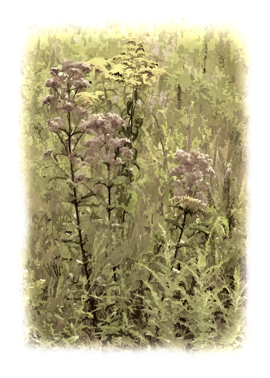 Impressionist Weeds by Bruce Metzger