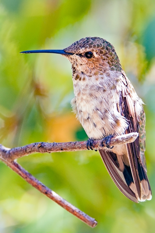 In can stay still too - Hummingbird, San Jose, CA by Aadarsh Gopalakrishna