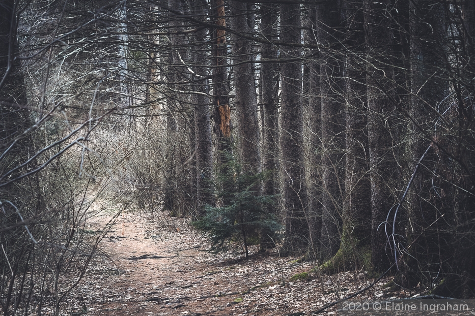 In The Dark, Dark Wood by Elaine Ingraham