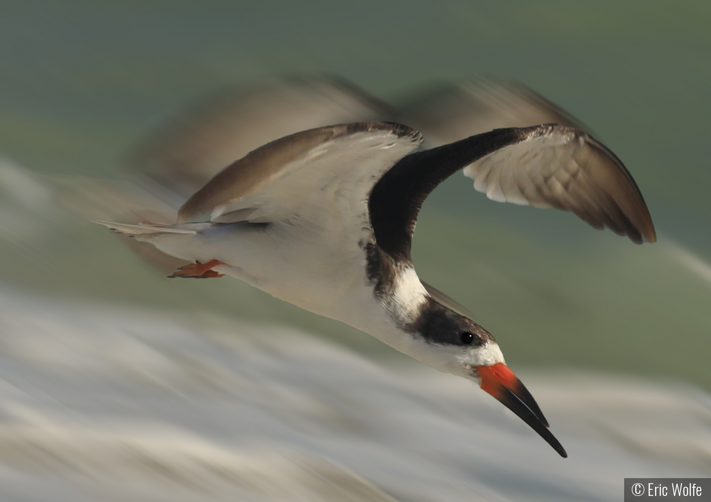 Incoming -- Black Skimmer by Eric Wolfe