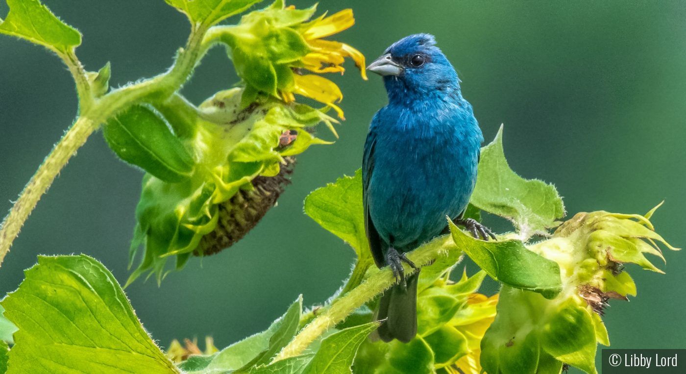 Indigo Bunting in the Sunflowers by Libby Lord