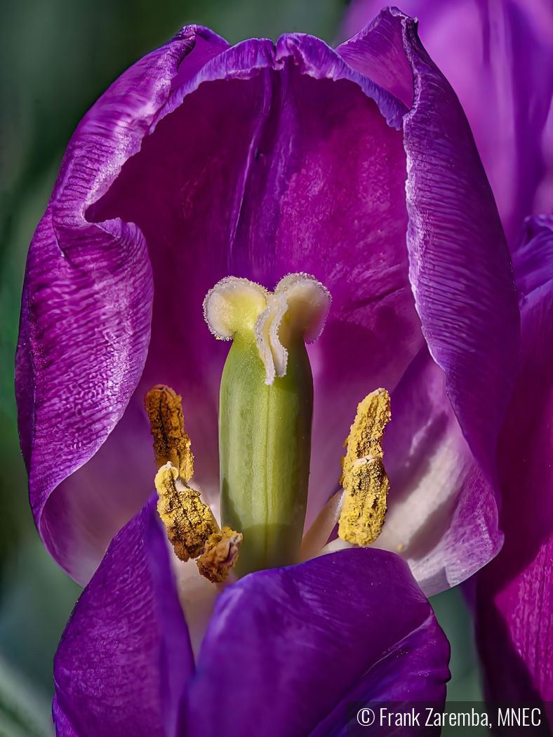 Inside the Tulip by Frank Zaremba, MNEC