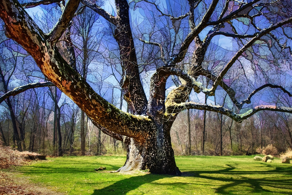 Inspiring Sycamore And Stained Glass by Dolph Fusco