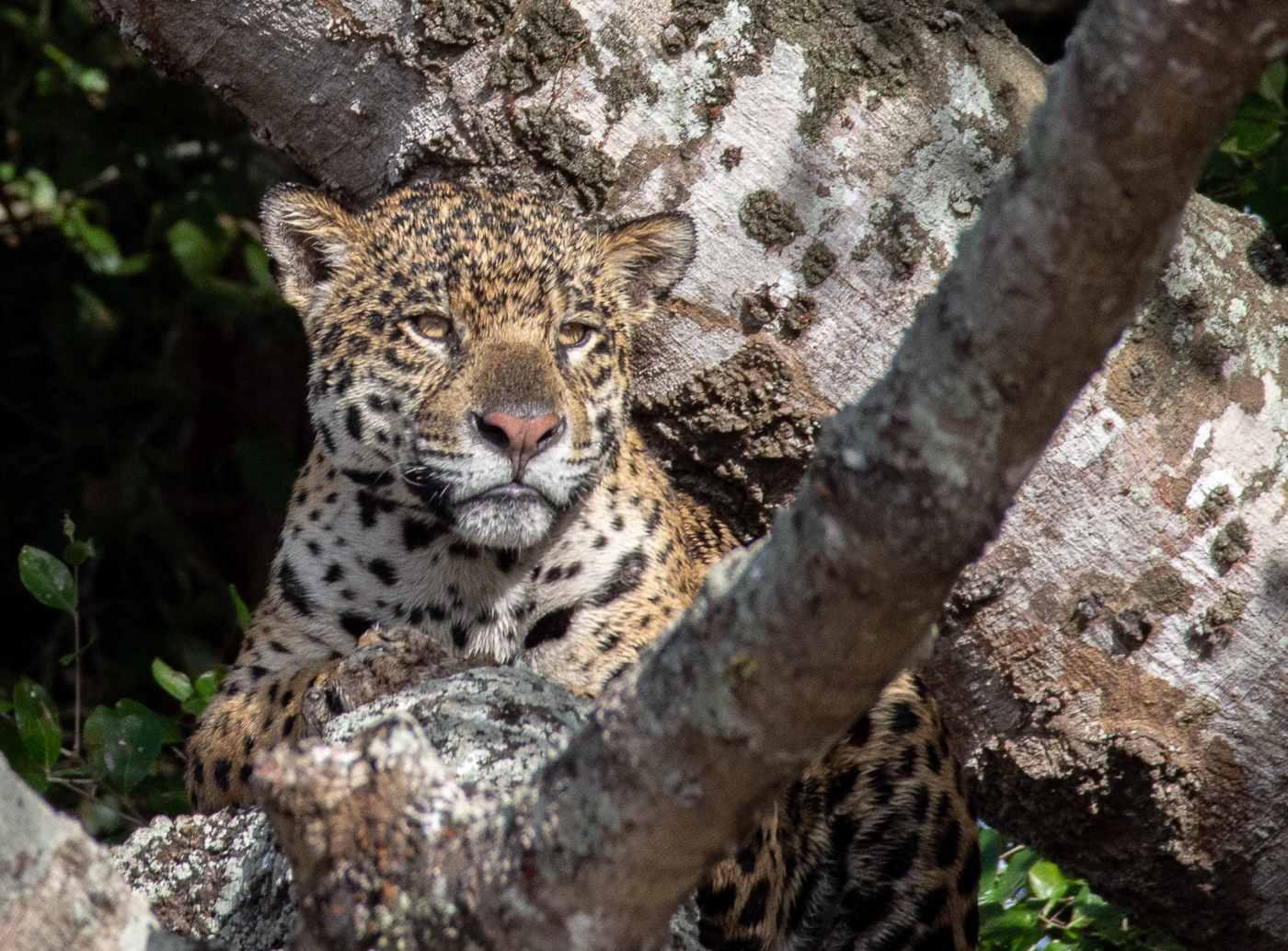 Jaguar in a Tree by Susan Case