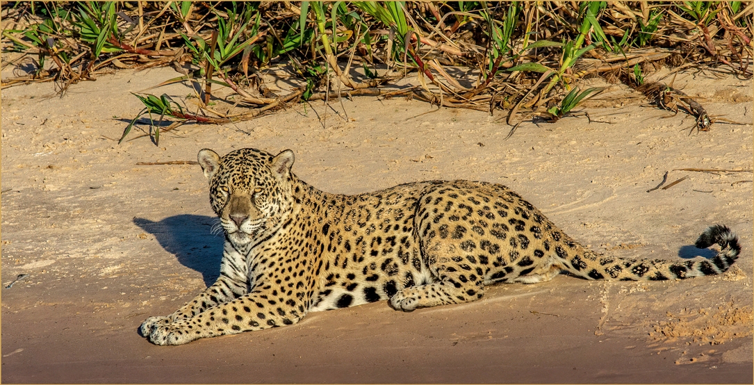 Jaguar lounging in the late afternoon sun by Susan Case