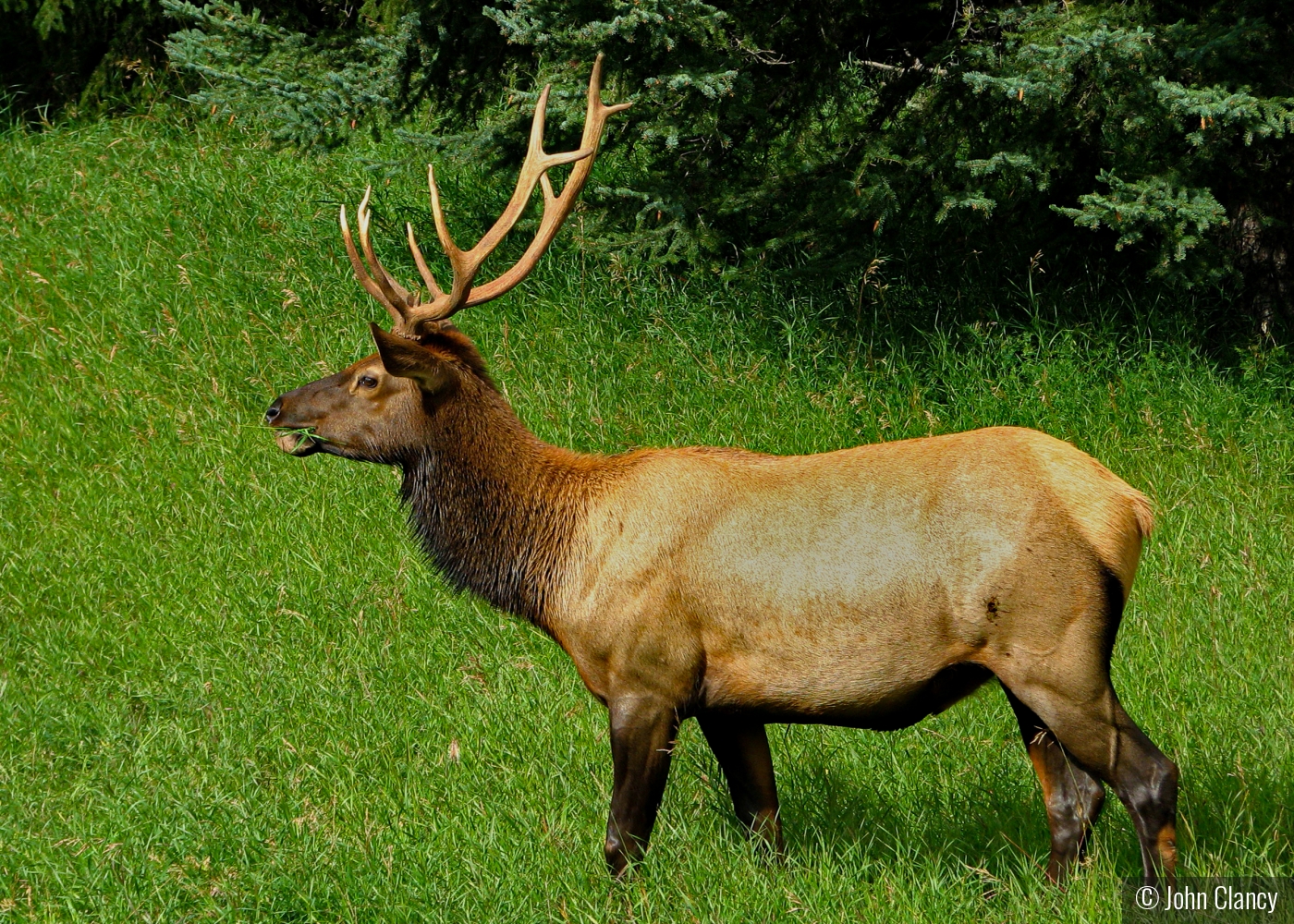 Japer Elk by John Clancy