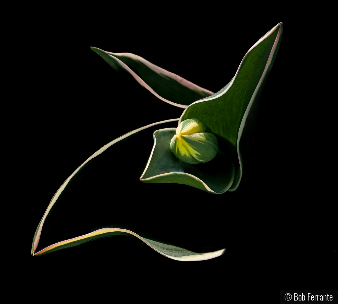 Just About To Blossom by Bob Ferrante