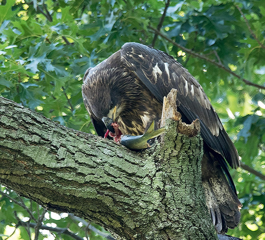 Juvenile Bald Eagle with lunch by Nancy Schumann