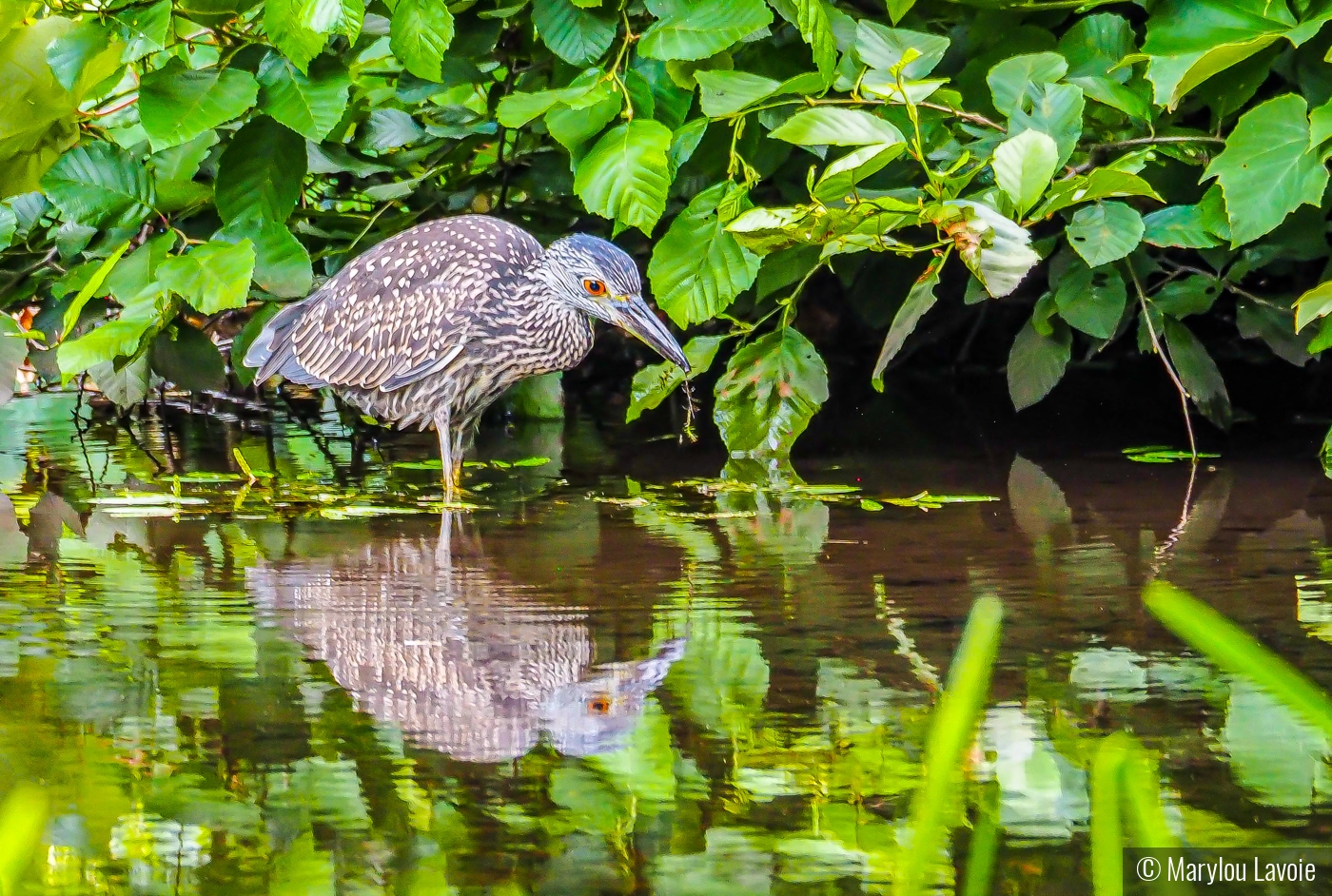 Juvenile Night Heron by Marylou Lavoie