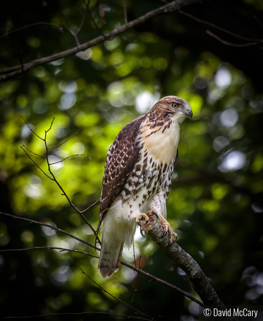 Juvenile Red Tail Hawk by David McCary
