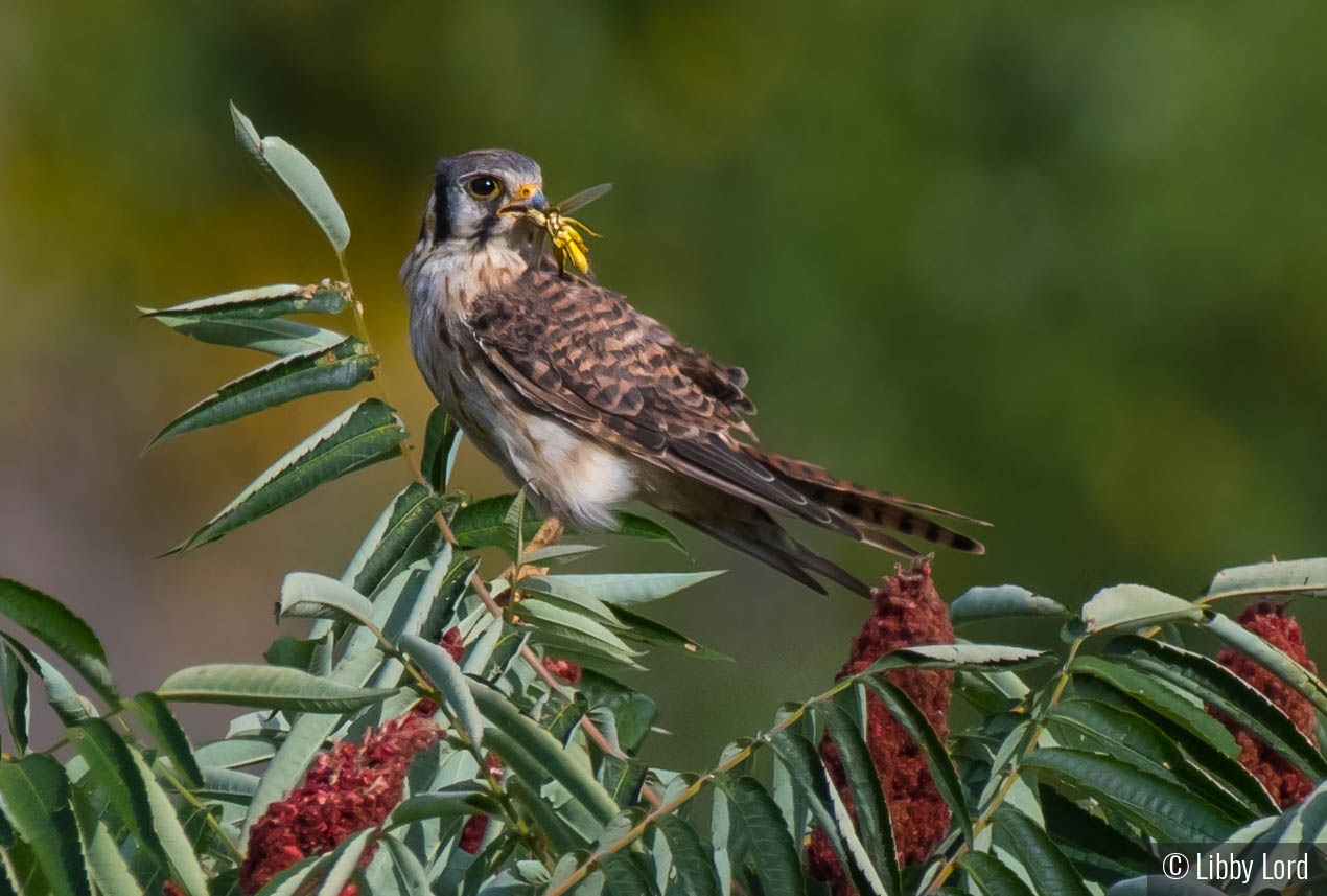 Kestrel with a Grasshopper by Libby Lord