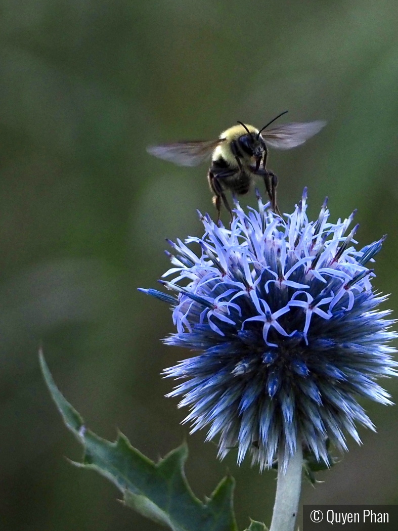 King of the Globe Thistle by Quyen Phan
