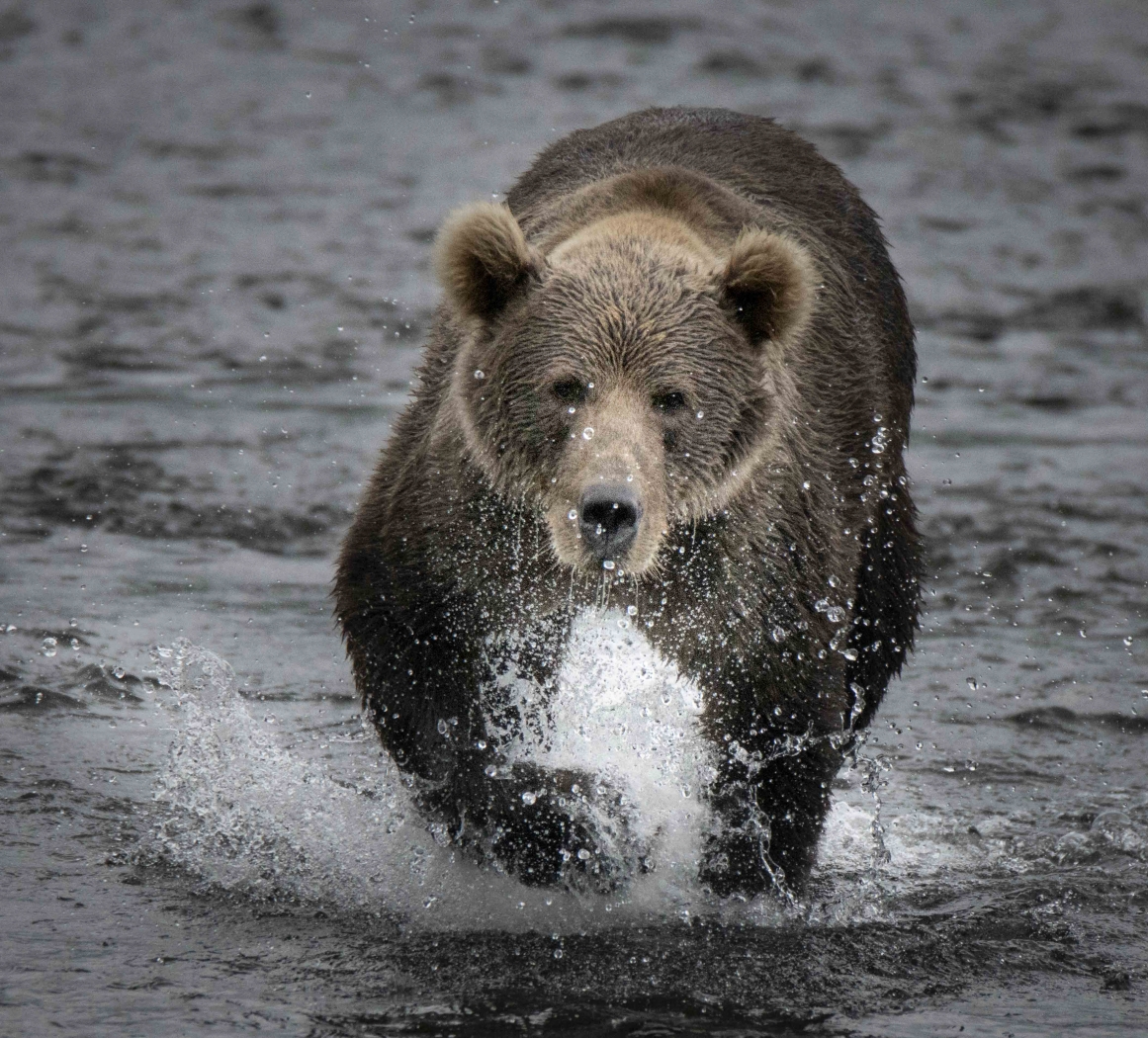 Kodiak bear in Water by Danielle D'Ermo